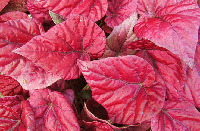 Details 100 imagen begonia de hojas rojas