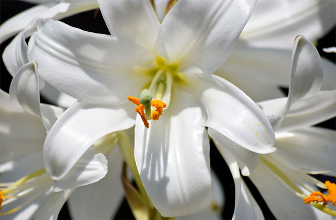 Details 100 flores de lirios blancos