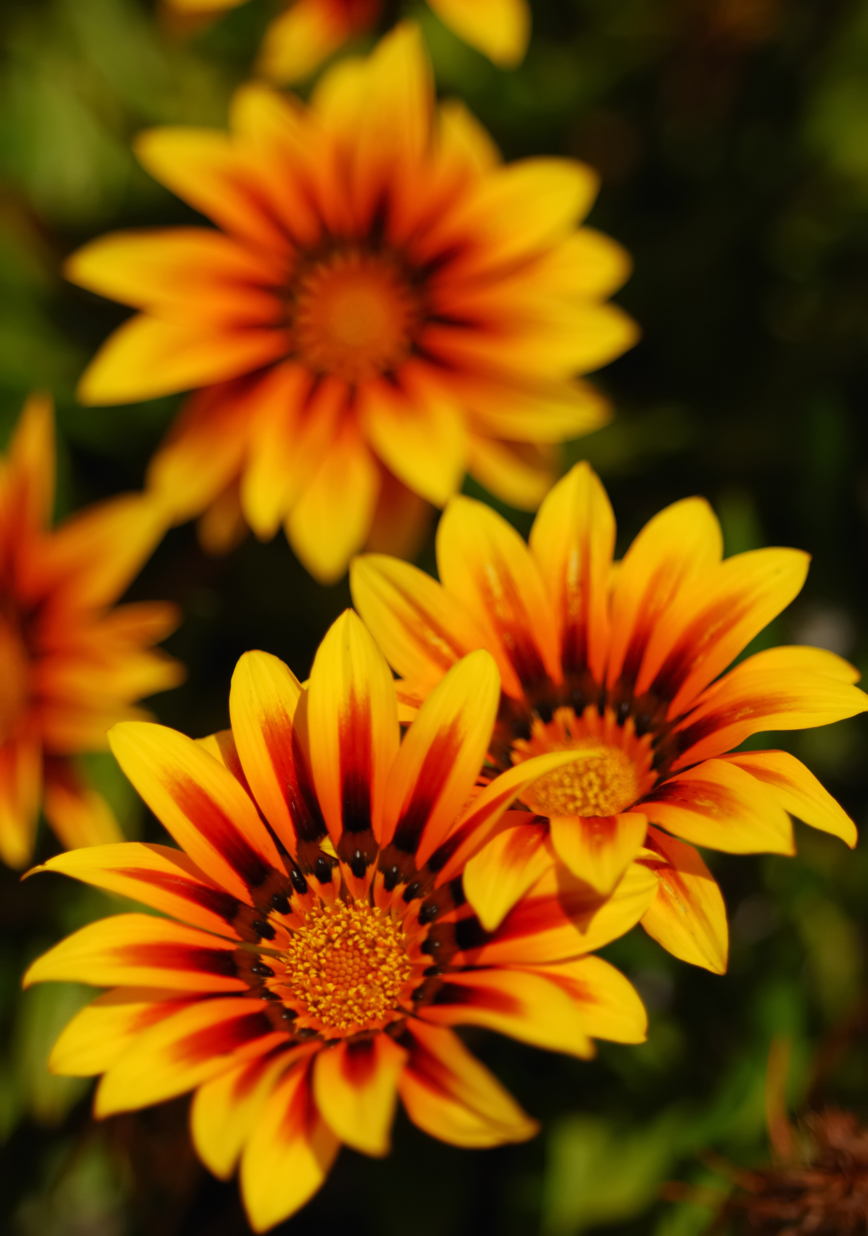 5 flores de verano | Colvin Blog