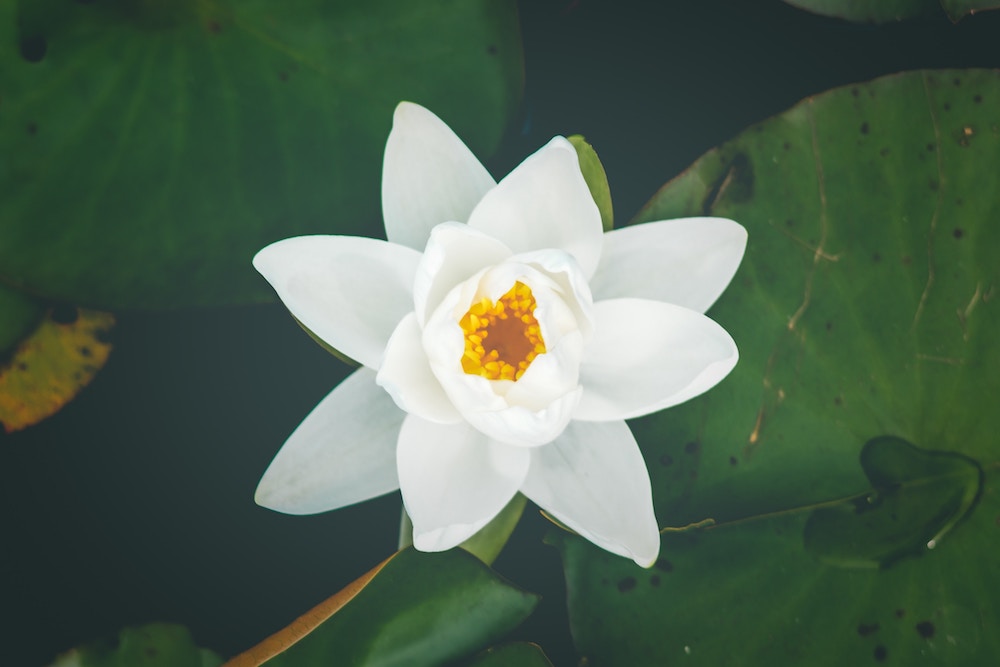 Cuál es el significado de la flor de loto - Según su color