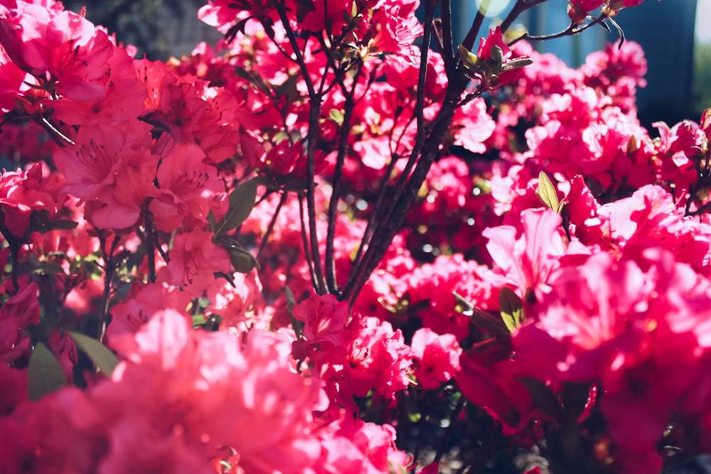 Todo sobre la flor azalea | Colvin Blog