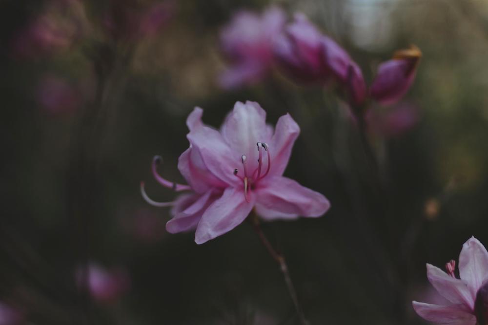 Todo sobre la flor azalea | Colvin Blog