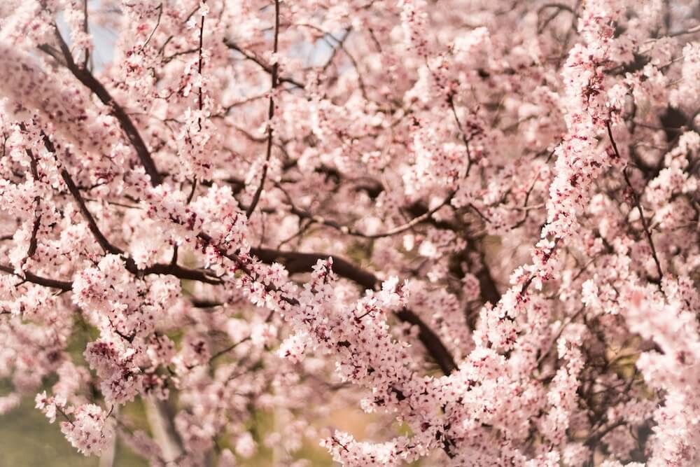 Conoce a la preciosa flor de cerezo | Colvin Blog