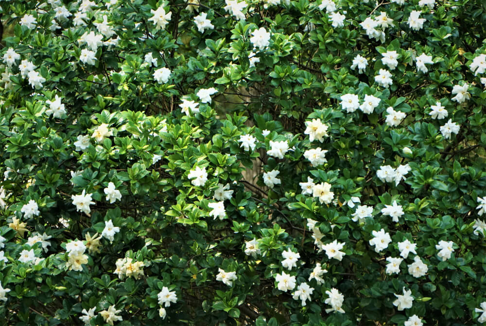 Details 300 la flor de la gardenia