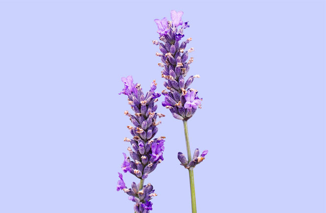 Cuidados De La Lavanda, Propiedades Y Usos De Esta Llamativa Flor ...