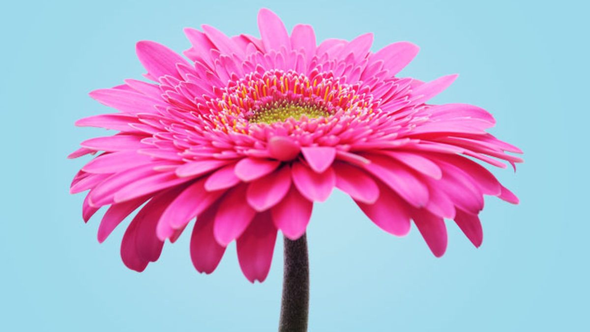 Gerberas - Flor de Colores | Blog de Flores - Colvin