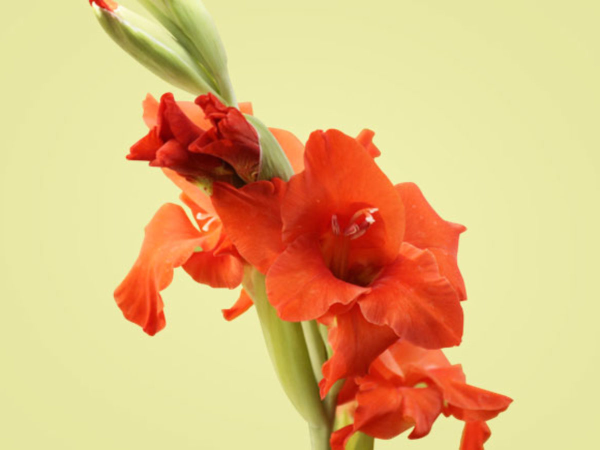 Los Gladiolos - La Flor de la Victoria | Blog de Flores - Colvin