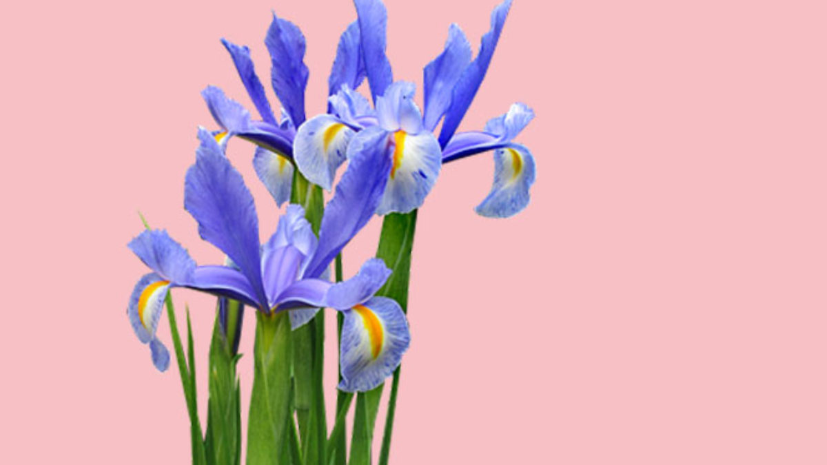 Flor de Iris, la figura mitológica - Blog de flores y noticias frescas