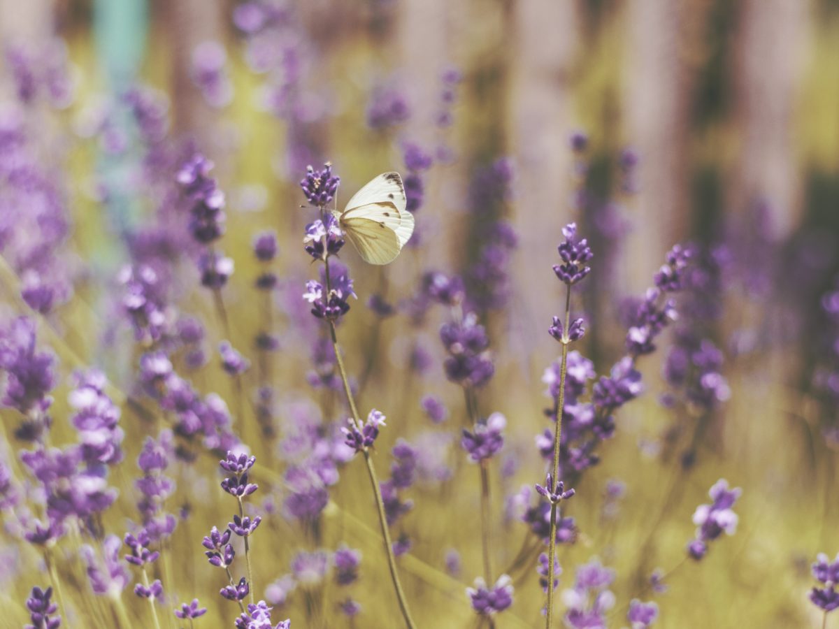 Contraindicaciones de la lavanda: mejor prevenir, que curar | Colvin Blog