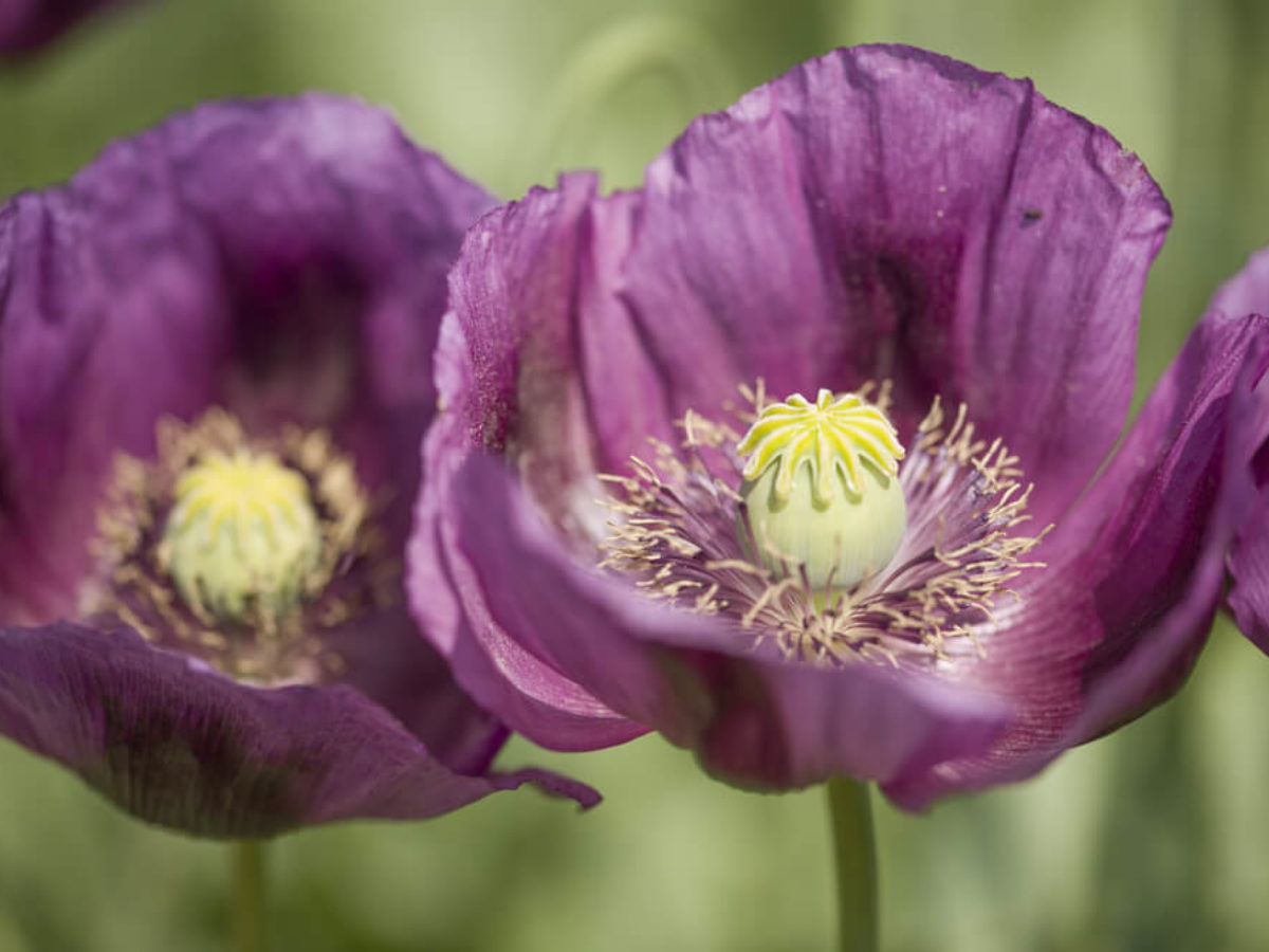 Papaver somniferum - una flor prohibida | Colvin Blog