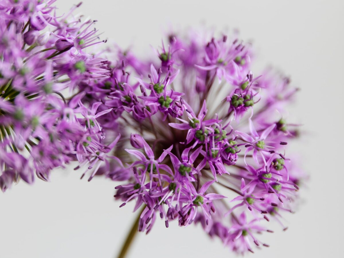 Allium o cebolla ornamental: una curiosa flor comestible | Colvin Blog