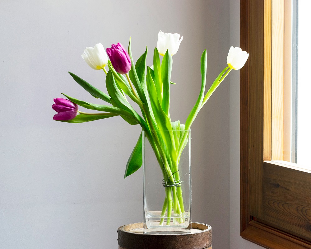 té apelación Penetración Bulbos de tulipán - cómo tener unos tulipanes preciosos | Colvin Blog