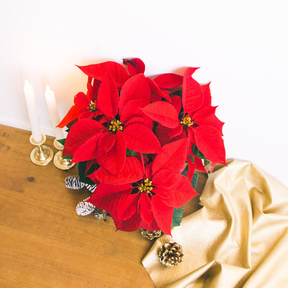 Poinsettia, la flor de la Navidad ha llegado | Blog Colvin