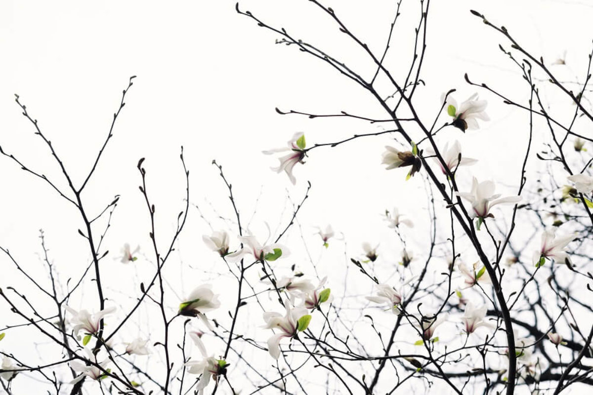 Magnolias: descubre a la flor perfecta | Colvin Blog