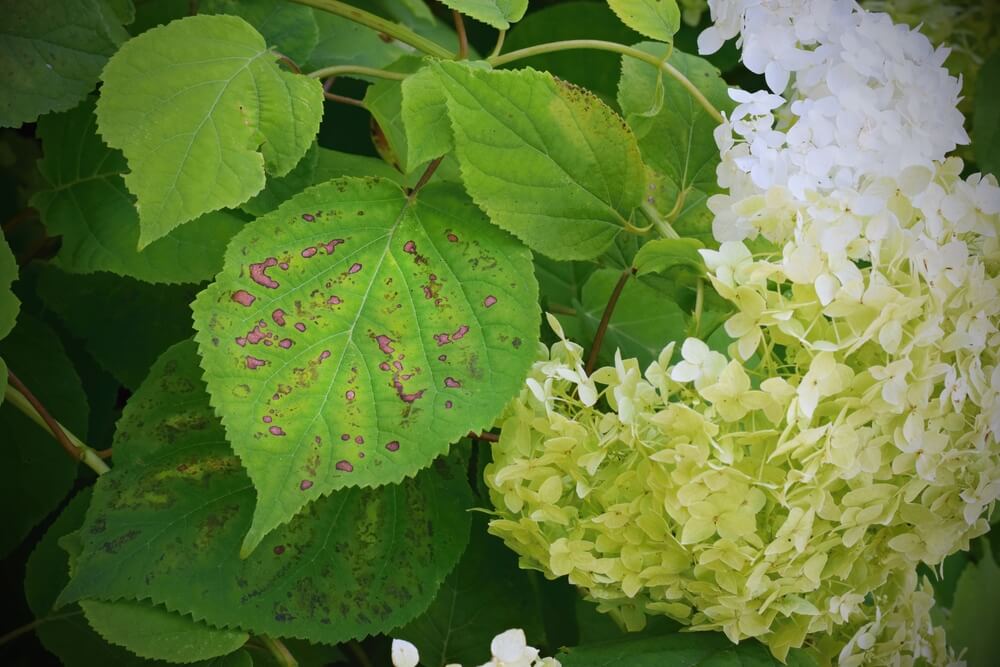 Enfermedades de las hortensias: conoce las más comunes | Blog Colvin