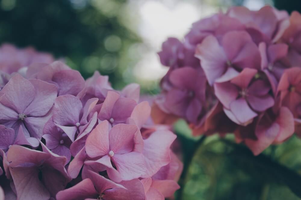 Enfermedades de las hortensias: conoce las más comunes | Blog Colvin