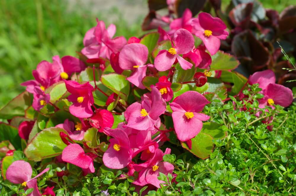 Begonia semperflorens. Hablemos de flores | Colvin Blog