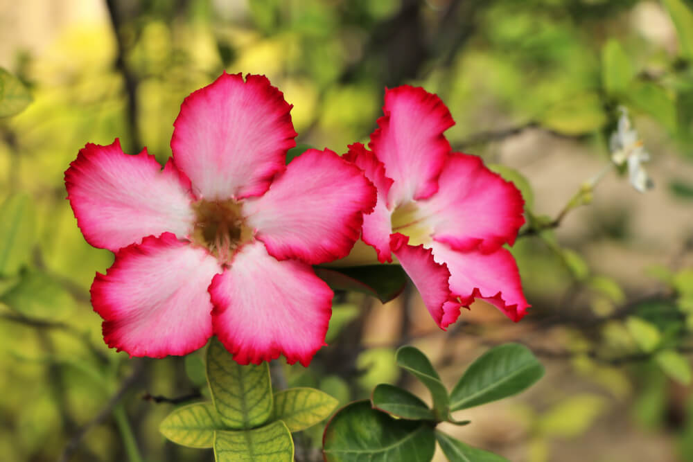 Rosa del desierto: descubre esta increíble flor | Colvin Blog