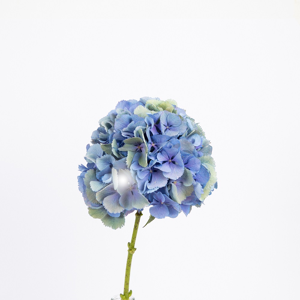 Conoce a las 5 flores azules por excelencia | Colvin Blog