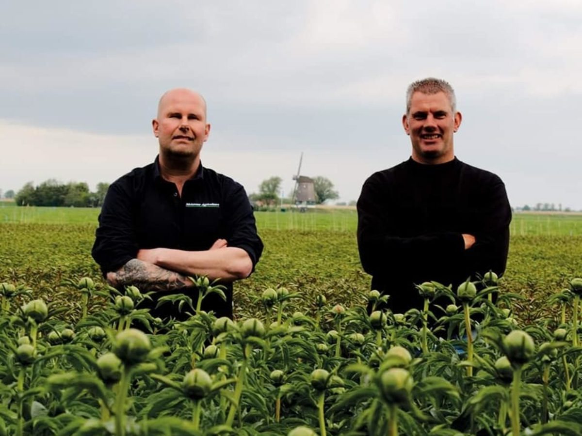 El cultivo de las peonías: Conoce a los agricultores detrás de las flores  más populares | Colvin Blog