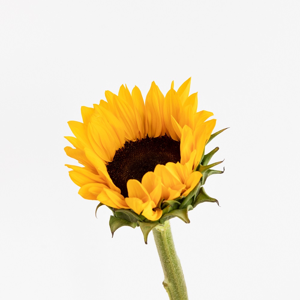 Curiosidades sobre los girasoles | Colvin Blog