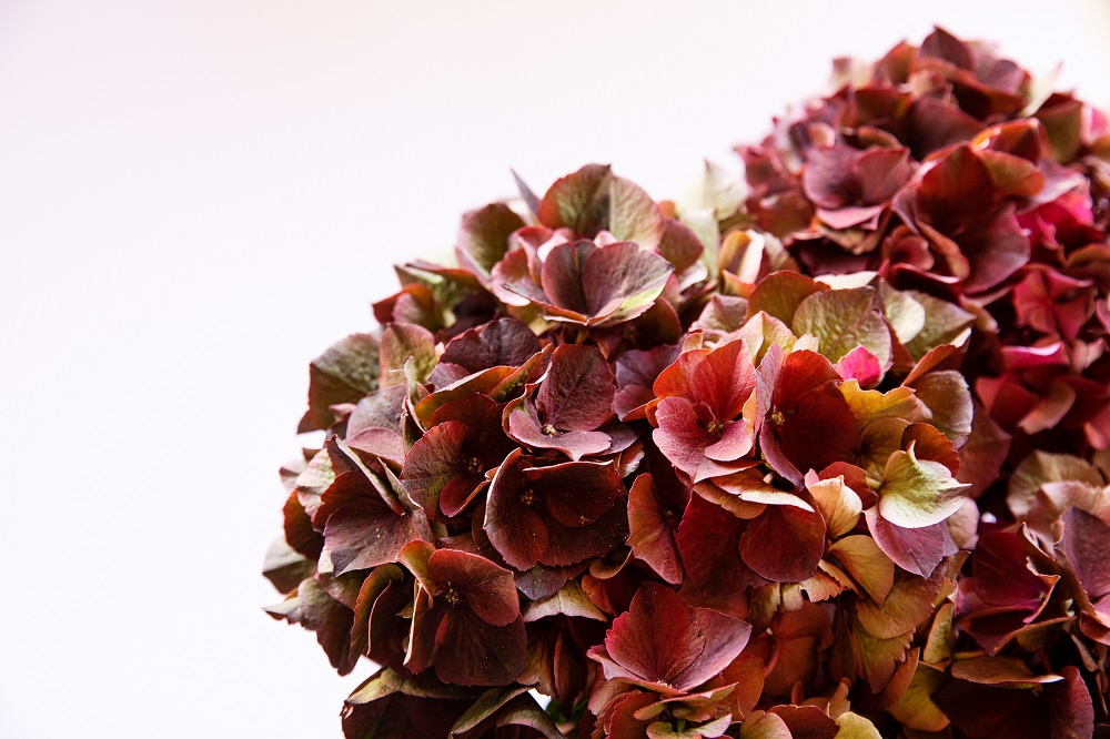 Lo que necesitas saber de las hortensias antique | Colvin Blog