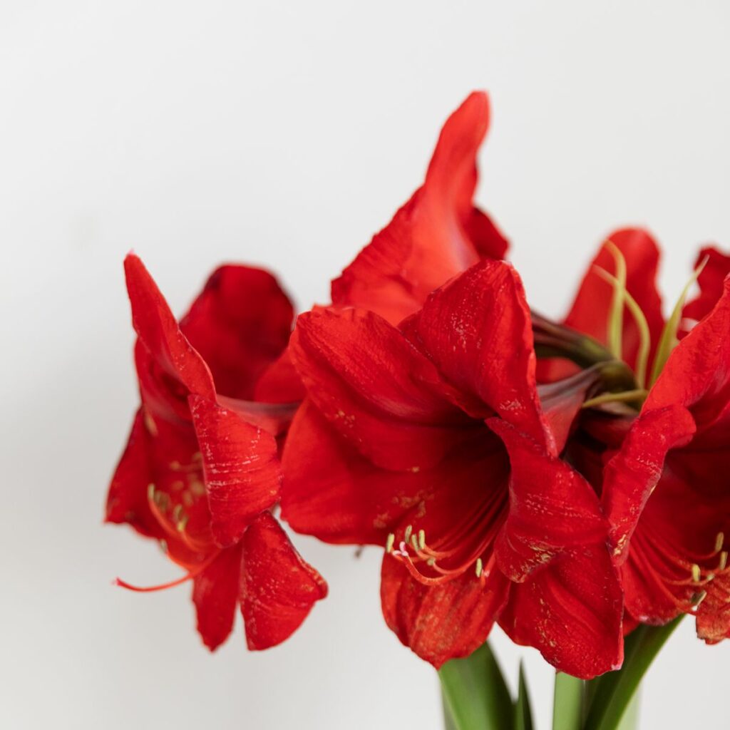 Amarilis: Características y cuidados de una flor que nos tiene in love