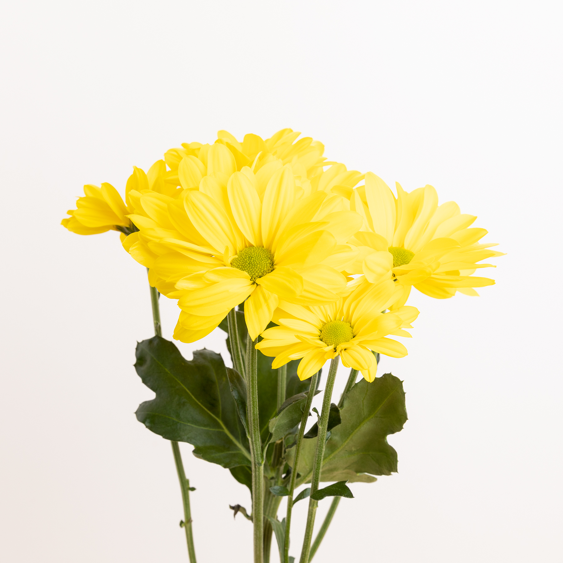 Flores amarillas las más llamativas de la familia - Colvin