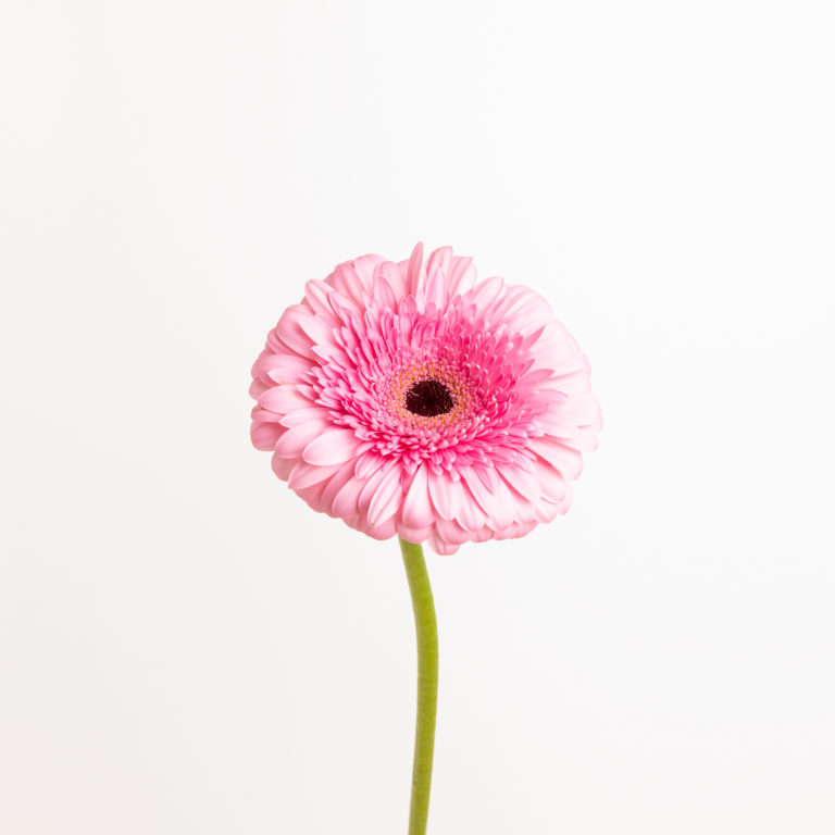 El encanto de la Gerbera, la flor decorativa por excelencia - Colvin