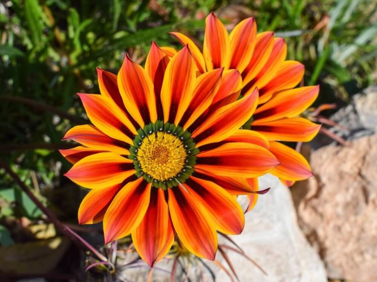 5 fiori resistenti al sole e al caldo | Colvin Blog