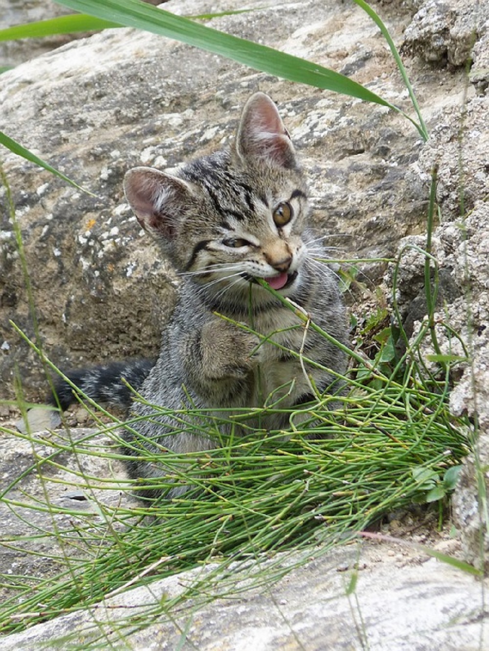 Piante Velenose Per I Gatti Quali Sono Colvin Blog