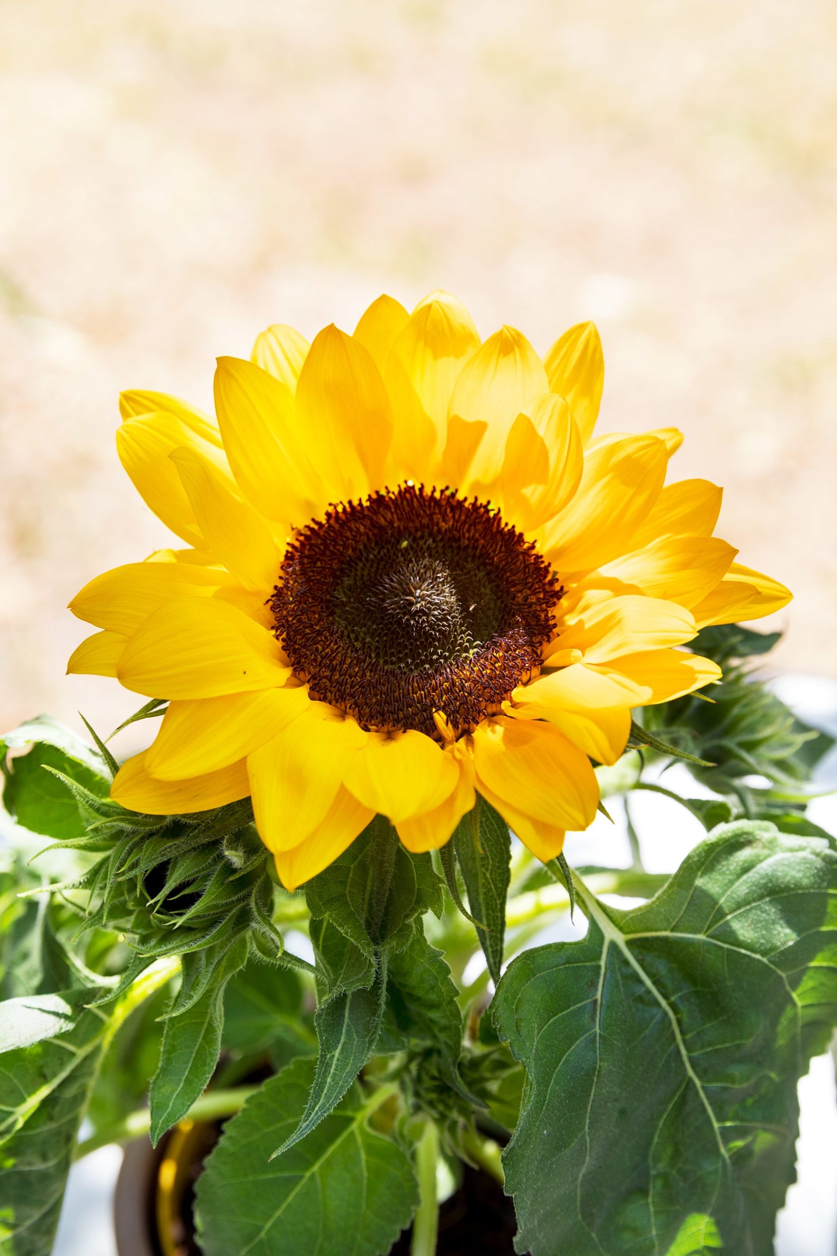 Scopri la Nuova Collezione di piante e bouquet di Girasoli