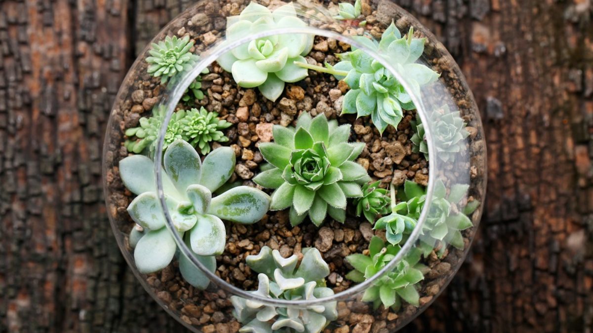 Che cos'è un Terrarium? - Flor Maison, paesaggi in miniatura