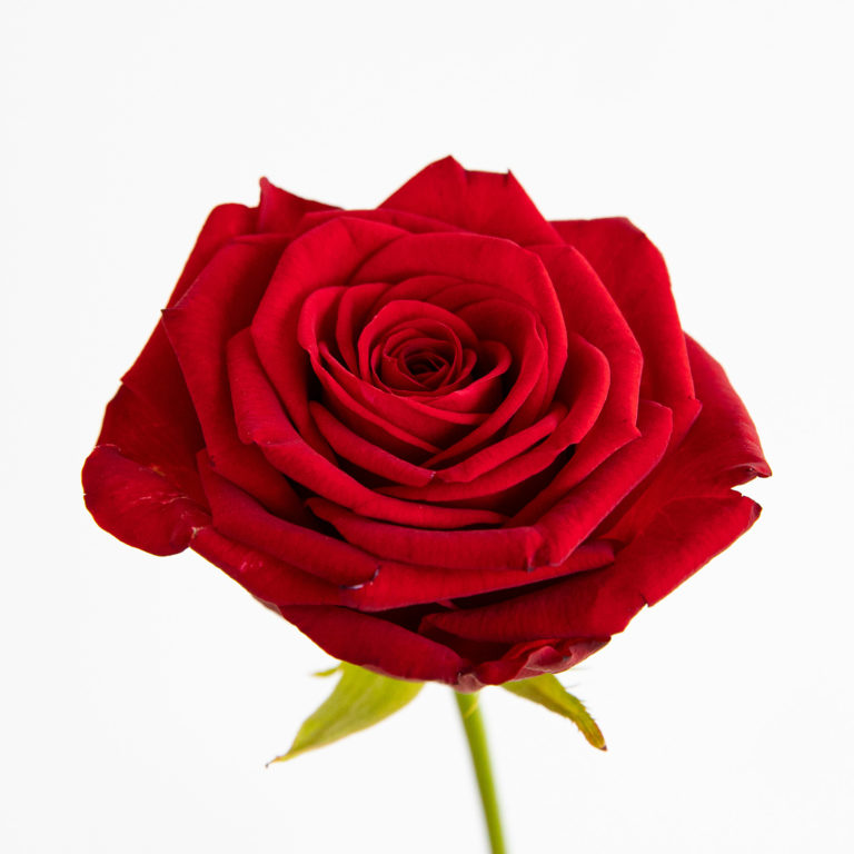 Fiori rossi: simbolo indiscusso dell&#39;amore passionale e delle forti  emozioni - Colvin
