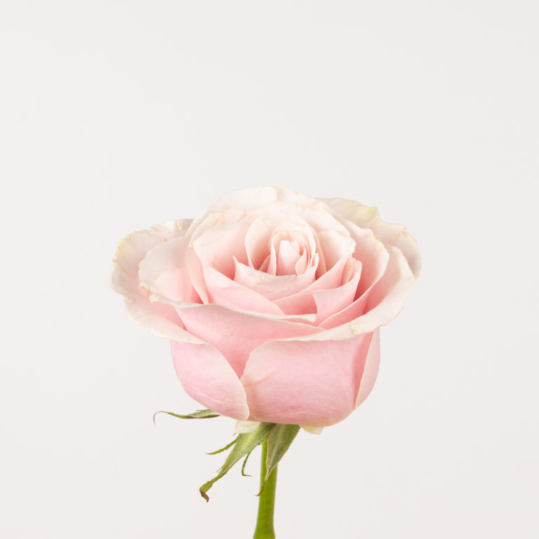 O Cor Rosa significa romantismo, ternura, ingenuidade, beleza