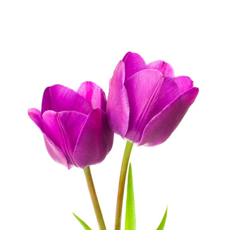 As flores violeta são as mais belas da Natureza. Tens dúvidas? Descobre  mais aqui - Colvin